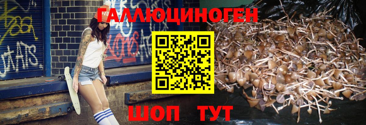 Галлюциногенные грибы прущие грибы  Вход с VPN  Балтийск  Псилоцибиновые грибы GOLDEN TEACHER 